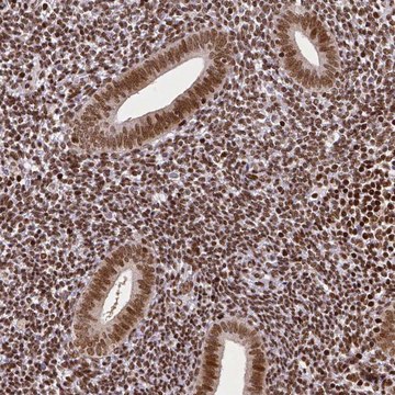 Monoclonal Anti-CTCF antibody produced in mouse Prestige Antibodies&#174; Powered by Atlas Antibodies, clone CL0305, purified immunoglobulin, buffered aqueous glycerol solution