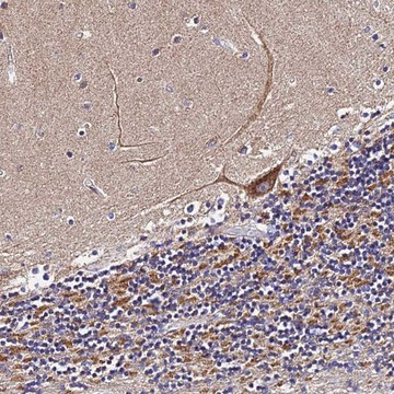 Anti-ZNF573 antibody produced in rabbit Prestige Antibodies&#174; Powered by Atlas Antibodies, affinity isolated antibody, buffered aqueous glycerol solution