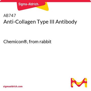 Anti-Collagen Type III Antibody Chemicon&#174;, from rabbit