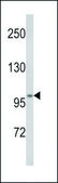 ANTI-ATP12A (CENTER) antibody produced in rabbit IgG fraction of antiserum, buffered aqueous solution