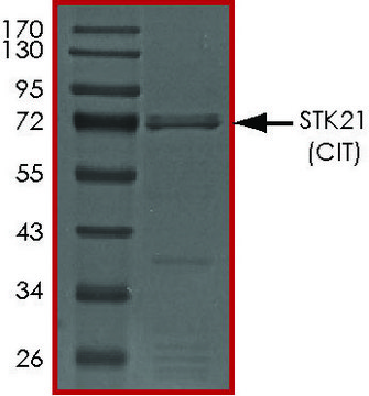 STK21 (CIT), Active recombinant