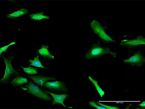 Anti-PDCD2 antibody produced in rabbit purified immunoglobulin, buffered aqueous solution
