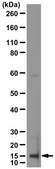 Anti-Interleukin-1&#946; from rabbit, purified by affinity chromatography