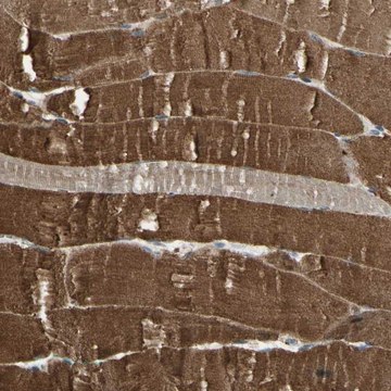 Anti-P3H2 antibody produced in rabbit Prestige Antibodies&#174; Powered by Atlas Antibodies, affinity isolated antibody, buffered aqueous glycerol solution
