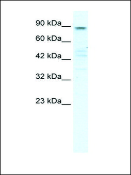 Anti-KCNQ2 (AB1) antibody produced in rabbit affinity isolated antibody