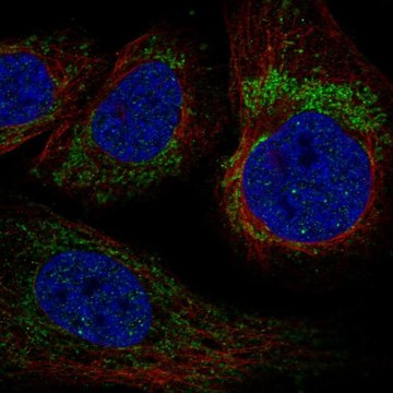 Anti-YARS2 antibody produced in rabbit Prestige Antibodies&#174; Powered by Atlas Antibodies, affinity isolated antibody