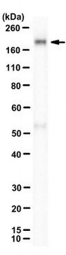 Anti-CFAP43 Antibody, clone 27D5