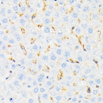 Anti-CSK antibody produced in rabbit