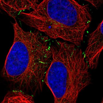 Anti-VPS13B antibody produced in rabbit Prestige Antibodies&#174; Powered by Atlas Antibodies, affinity isolated antibody