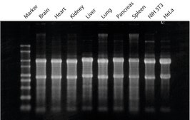 GenElute&#8482; Mammalian Total RNA Miniprep Kit sufficient for 70&#160;purifications