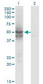 Monoclonal Anti-IDH2 antibody produced in mouse clone 5F11, purified immunoglobulin, buffered aqueous solution