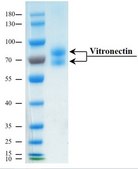 Vitronectin human recombinant, expressed in HEK 293 cells, &#8805;95% (SDS-PAGE), &#8805;95% (HPLC), suitable for cell culture