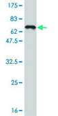 Monoclonal Anti-TCF4 antibody produced in mouse clone 1F6, purified immunoglobulin, buffered aqueous solution