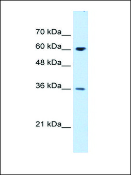 Anti-STIP1 (AB1) antibody produced in rabbit IgG fraction of antiserum