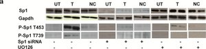 Anti-Sp1 Antibody Upstate&#174;, from rabbit