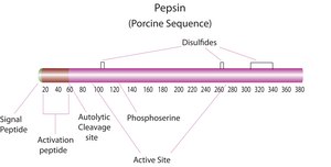 Pepsin from porcine gastric mucosa lyophilized powder, &#8805;3,200&#160;units/mg protein
