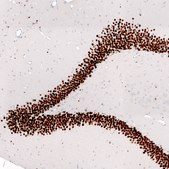 Monoclonal Anti-Prox1 Antibody Produced In Mouse Prestige Antibodies&#174; Powered by Atlas Antibodies, clone CL13472, affinity isolated antibody, buffered aqueous glycerol solution