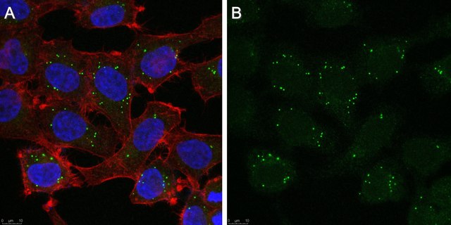 Anti-Collagen Type VII Antibody purified antibody, clone LH7.2, from mouse