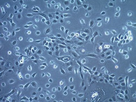 HSC-3 Human Tongue Squamous Carcinoma Cell Line HSC-3 human tongue squamous carcinoma cell line is a suitable model for the study of metastatic squamous cell carcinoma.