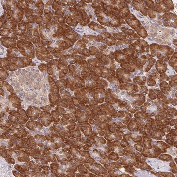 Anti-RPL27A antibody produced in rabbit Prestige Antibodies&#174; Powered by Atlas Antibodies, affinity isolated antibody, buffered aqueous glycerol solution