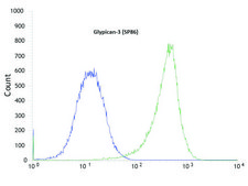 Anti-Glypican-3 antibody, Rabbit monoclonal clone SP86, recombinant, expressed in proprietary host, affinity isolated antibody