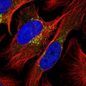 Anti-COPG1 antibody produced in rabbit Prestige Antibodies&#174; Powered by Atlas Antibodies, affinity isolated antibody