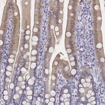 Anti-UCN2 antibody produced in rabbit Prestige Antibodies&#174; Powered by Atlas Antibodies, affinity isolated antibody
