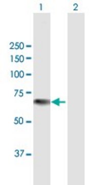 Anti-KRT76 antibody produced in mouse purified immunoglobulin, buffered aqueous solution