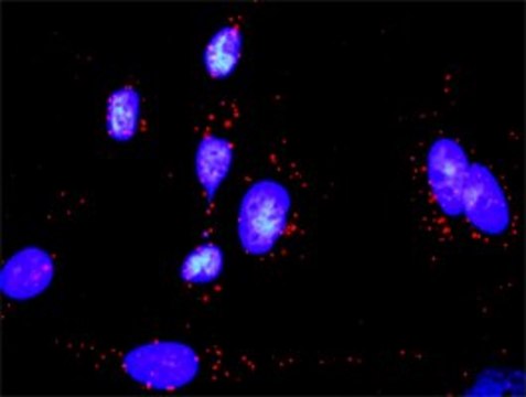 Monoclonal Anti-GADD45A antibody produced in mouse clone 3D12, purified immunoglobulin, buffered aqueous solution