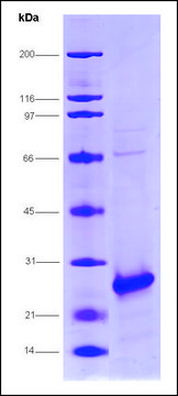 HCV-NS4A/NS3-1a Protease, strain H77 from hepatitis C virus recombinant, expressed in E. coli, &#8805;80% (SDS-PAGE)