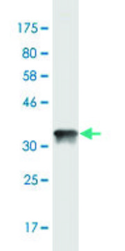 Monoclonal Anti-CGB, (C-terminal) antibody produced in mouse clone 3B4, purified immunoglobulin, buffered aqueous solution