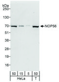 Rabbit anti-NOP56 Antibody, Affinity Purified Powered by Bethyl Laboratories, Inc.