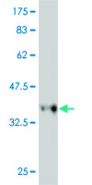 Monoclonal Anti-RFC3 antibody produced in mouse clone 1C6, purified immunoglobulin, buffered aqueous solution