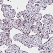 Anti-IRF7 antibody produced in rabbit Prestige Antibodies&#174; Powered by Atlas Antibodies, affinity isolated antibody, buffered aqueous glycerol solution