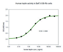 Leptin human &#8805;97% (SDS-PAGE), recombinant, expressed in E. coli, lyophilized powder