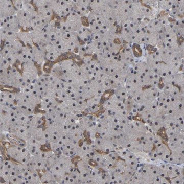 Anti-FAM219A antibody produced in rabbit Prestige Antibodies&#174; Powered by Atlas Antibodies, affinity isolated antibody, buffered aqueous glycerol solution