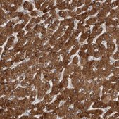 Anti-SIGMAR1 antibody produced in rabbit Prestige Antibodies&#174; Powered by Atlas Antibodies, affinity isolated antibody, buffered aqueous glycerol solution