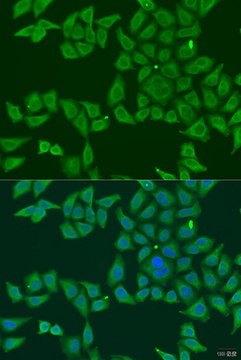 Anti-FKBP2 antibody produced in rabbit