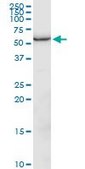 Anti-GPI antibody produced in mouse IgG fraction of antiserum, buffered aqueous solution