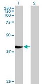 Monoclonal Anti-NUP43, (C-terminal) antibody produced in mouse clone 2G5, purified immunoglobulin, buffered aqueous solution