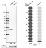 Anti-RAB27A antibody produced in rabbit Prestige Antibodies&#174; Powered by Atlas Antibodies, affinity isolated antibody, buffered aqueous glycerol solution
