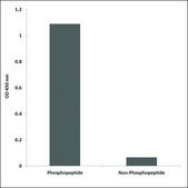 Anti-phospho-Vimentin (pSer83) antibody produced in rabbit affinity isolated antibody