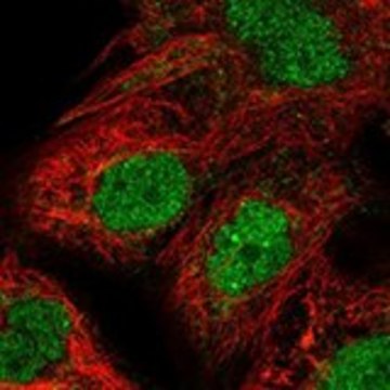 Anti-PSMB4 antibody produced in rabbit Prestige Antibodies&#174; Powered by Atlas Antibodies, affinity isolated antibody, buffered aqueous glycerol solution