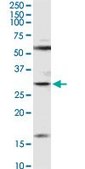 Anti-F11R antibody produced in rabbit purified immunoglobulin, buffered aqueous solution