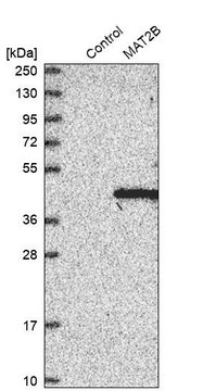 Anti-MAT2B antibody produced in rabbit Prestige Antibodies&#174; Powered by Atlas Antibodies, affinity isolated antibody, buffered aqueous glycerol solution