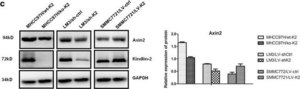 Anti-Kindlin-2 Antibody, clone 3A3 clone 3A3, from mouse
