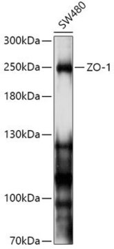 Anti-ZO-1 antibody produced in rabbit