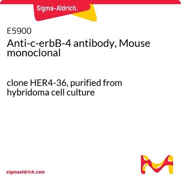 Anti-c-erbB-4 antibody, Mouse monoclonal clone HER4-36, purified from hybridoma cell culture