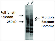 Anti-BSN antibody produced in rabbit 1&#160;mg/mL, affinity isolated antibody
