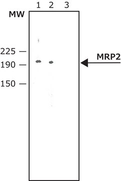 Anti-MRP2 antibody produced in rabbit affinity isolated antibody, buffered aqueous solution